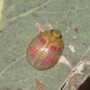 Paropsisterna fastidiosa at Molonglo Valley, ACT - 9 Mar 2022