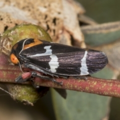 Eurymeloides pulchra (Gumtree hopper) at Molonglo Valley, ACT - 9 Mar 2022 by AlisonMilton