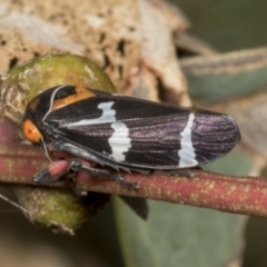 Eurymeloides pulchra (Gumtree hopper) at Molonglo River Reserve - 8 Mar 2022 by AlisonMilton
