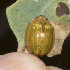 Paropsisterna cloelia (Eucalyptus variegated beetle) at Molonglo River Reserve - 8 Mar 2022 by AlisonMilton