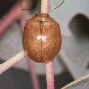 Paropsisterna cloelia at Molonglo Valley, ACT - 9 Mar 2022 10:16 AM