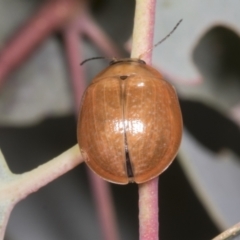 Paropsisterna cloelia at Molonglo Valley, ACT - 9 Mar 2022 10:16 AM