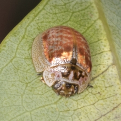 Paropsisterna m-fuscum (Eucalyptus Leaf Beetle) at Molonglo Valley, ACT - 9 Mar 2022 by AlisonMilton