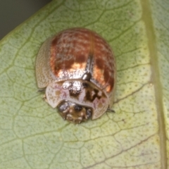 Paropsisterna m-fuscum at Molonglo Valley, ACT - 9 Mar 2022