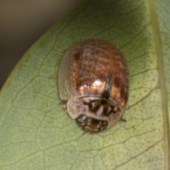 Paropsisterna m-fuscum at Molonglo Valley, ACT - 9 Mar 2022