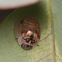 Paropsisterna m-fuscum at Molonglo Valley, ACT - 9 Mar 2022