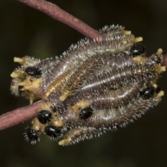 Perginae sp. (subfamily) (Unidentified pergine sawfly) at Molonglo Valley, ACT - 9 Mar 2022 by AlisonMilton