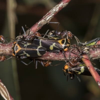 Eurymeloides pulchra (Gumtree hopper) at Kama - 9 Mar 2022 by AlisonMilton