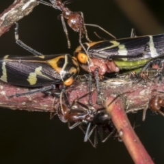 Eurymeloides pulchra at Molonglo Valley, ACT - 9 Mar 2022 10:32 AM