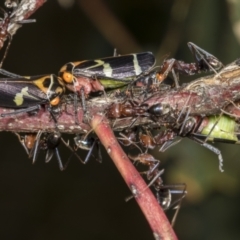 Eurymeloides pulchra at Molonglo Valley, ACT - 9 Mar 2022