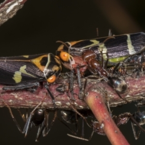 Eurymeloides pulchra at Molonglo Valley, ACT - 9 Mar 2022