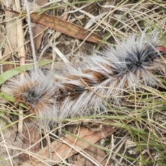 Anthela varia (Hairy Mary) at Molonglo Valley, ACT - 8 Mar 2022 by AlisonMilton