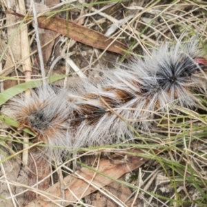 Anthela varia at Molonglo Valley, ACT - 9 Mar 2022 10:40 AM