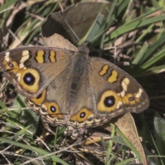 Junonia villida (Meadow Argus) at Molonglo Valley, ACT - 8 Mar 2022 by AlisonMilton