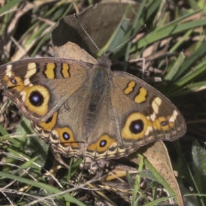 Junonia villida at Molonglo Valley, ACT - 9 Mar 2022