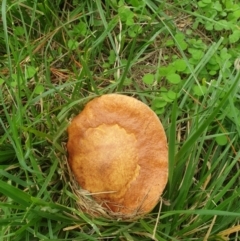 Unidentified Cap on a stem; pores below cap [boletes & stemmed polypores] at Haig Park - 15 Mar 2022 by LD12