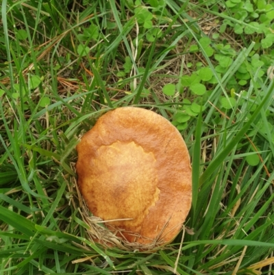 Unidentified Cap on a stem; pores below cap [boletes & stemmed polypores] at Sullivans Creek, Turner - 15 Mar 2022 by LD12