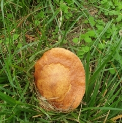 Unidentified Cap on a stem; pores below cap [boletes & stemmed polypores] (TBC) at Turner, ACT - 15 Mar 2022 by LD12