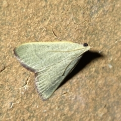 Ocrasa albidalis (A Pyralid moth) at Jerrabomberra, NSW - 15 Mar 2022 by Steve_Bok