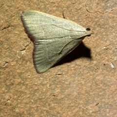 Ocrasa albidalis at Jerrabomberra, NSW - 15 Mar 2022