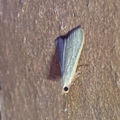 Ocrasa albidalis at Jerrabomberra, NSW - 15 Mar 2022