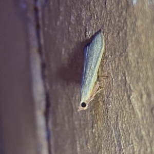 Ocrasa albidalis at Jerrabomberra, NSW - 15 Mar 2022