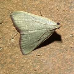 Ocrasa albidalis at Jerrabomberra, NSW - 15 Mar 2022