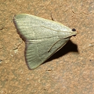 Ocrasa albidalis at Jerrabomberra, NSW - 15 Mar 2022