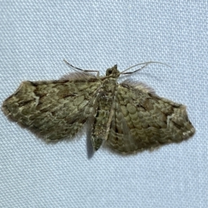 Chloroclystis approximata at Jerrabomberra, NSW - 15 Mar 2022