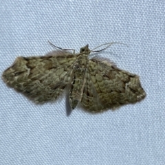 Chloroclystis approximata at Jerrabomberra, NSW - 15 Mar 2022