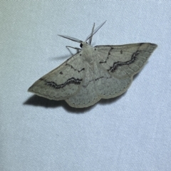 Nearcha aridaria (An Oenochromine moth) at Jerrabomberra, NSW - 15 Mar 2022 by Steve_Bok