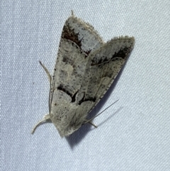 Pantydia sparsa (Noctuid Moth) at QPRC LGA - 15 Mar 2022 by Steve_Bok