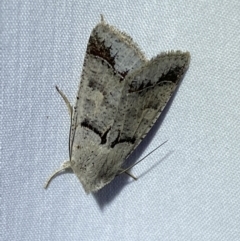 Pantydia sparsa (Noctuid Moth) at Jerrabomberra, NSW - 15 Mar 2022 by SteveBorkowskis