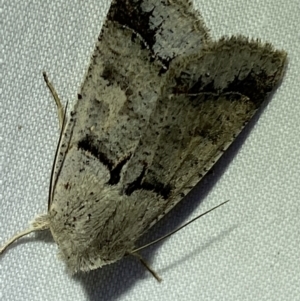 Pantydia sparsa at Jerrabomberra, NSW - 15 Mar 2022