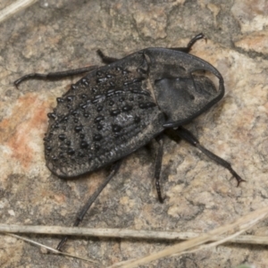 Helea ovata at Molonglo Valley, ACT - 9 Mar 2022