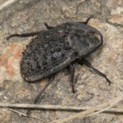 Helea ovata (Pie-dish beetle) at Molonglo Valley, ACT - 8 Mar 2022 by AlisonMilton