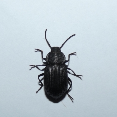 Adelium tenebroides (A darkling beetle) at Jindabyne, NSW - 12 Mar 2022 by Amata