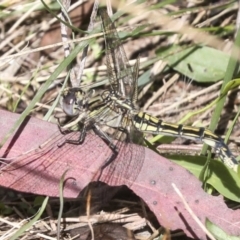 Orthetrum caledonicum (Blue Skimmer) at Molonglo Valley, ACT - 9 Mar 2022 by AlisonMilton