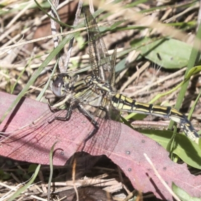 Orthetrum caledonicum (Blue Skimmer) at Molonglo Valley, ACT - 8 Mar 2022 by AlisonMilton