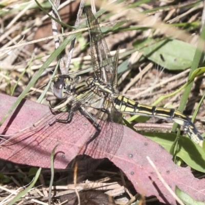 Orthetrum caledonicum (Blue Skimmer) at Kama - 8 Mar 2022 by AlisonMilton