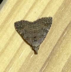 Alapadna pauropis (Variable Spot-wing) at Jerrabomberra, NSW - 15 Mar 2022 by SteveBorkowskis