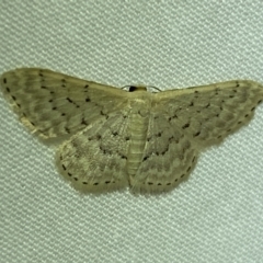 Idaea philocosma (Flecked Wave) at Jerrabomberra, NSW - 15 Mar 2022 by SteveBorkowskis
