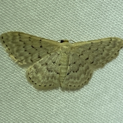 Idaea philocosma (Flecked Wave) at Jerrabomberra, NSW - 15 Mar 2022 by SteveBorkowskis