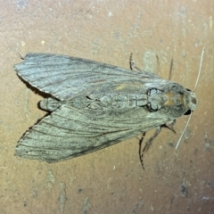 Agrius convolvuli (Convolvulus Hawk Moth) at Jerrabomberra, NSW - 15 Mar 2022 by SteveBorkowskis