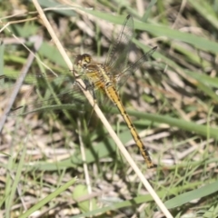 Diplacodes bipunctata (Wandering Percher) at Stromlo, ACT - 8 Mar 2022 by AlisonMilton