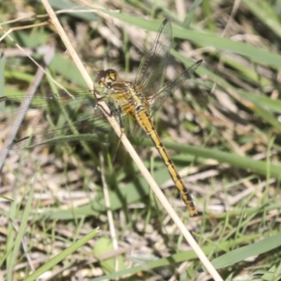 Diplacodes bipunctata (Wandering Percher) at Stromlo, ACT - 9 Mar 2022 by AlisonMilton