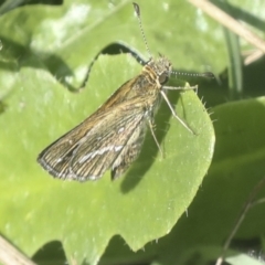 Taractrocera papyria (White-banded Grass-dart) at Stromlo, ACT - 8 Mar 2022 by AlisonMilton