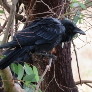 Corvus coronoides at Gordon, ACT - 16 Mar 2022