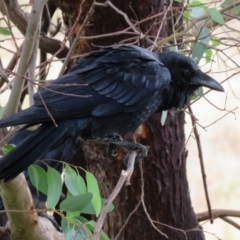 Corvus coronoides (Australian Raven) at Gordon, ACT - 16 Mar 2022 by RodDeb
