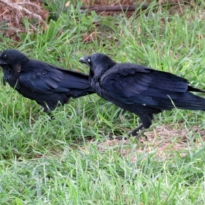 Corvus coronoides at Gordon, ACT - 16 Mar 2022